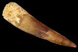 Bargain, Spinosaurus Tooth - Composite Tooth #87877-1